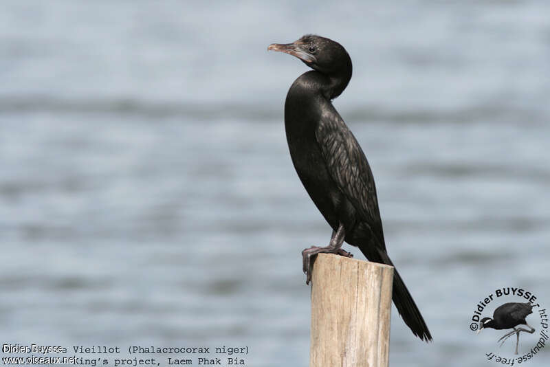 Little Cormorantadult breeding, identification