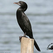 Cormoran de Vieillot