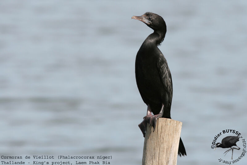 Cormoran de Vieillotadulte nuptial