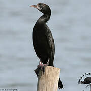 Cormoran de Vieillot