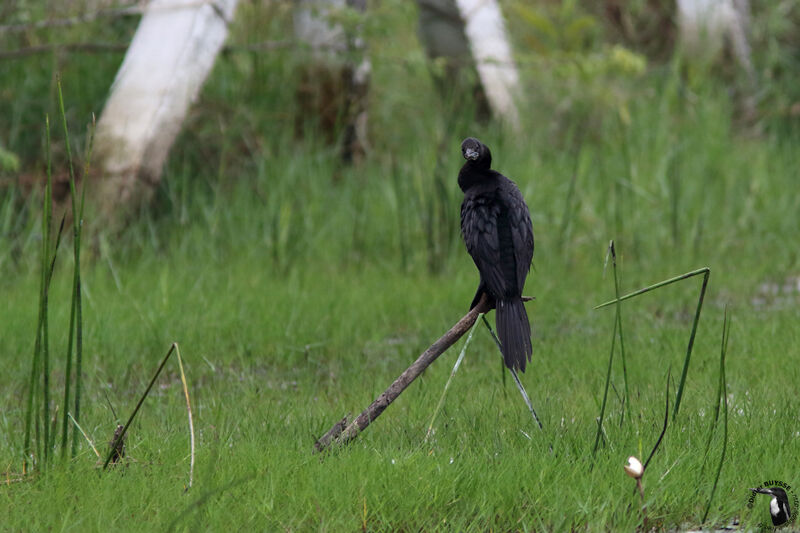 Cormoran de Vieillotadulte, identification