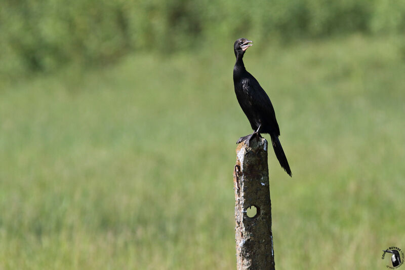 Cormoran de Vieillotadulte, identification