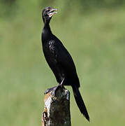 Little Cormorant