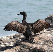 Cormoran des bancs