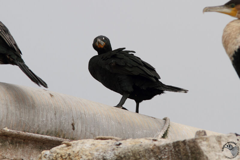 Cormoran du Capadulte, identification