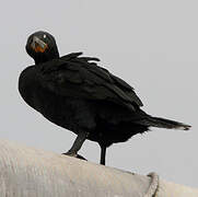 Cape Cormorant