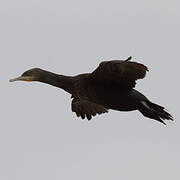 Cape Cormorant