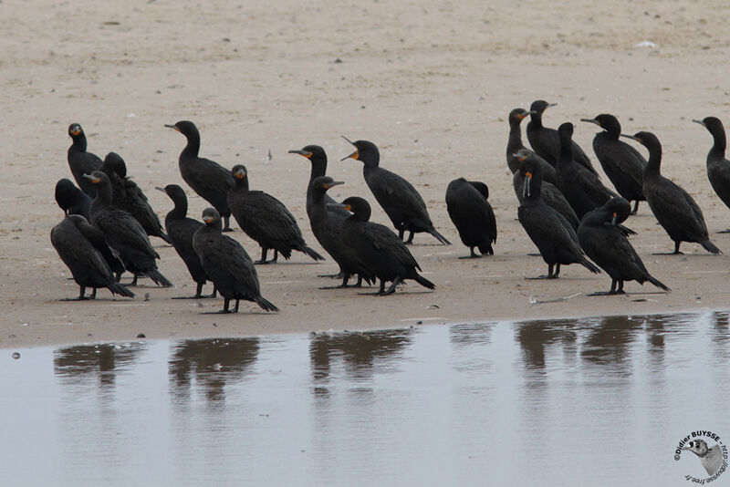 Cormoran du Capadulte, identification