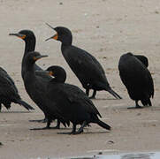 Cormoran du Cap