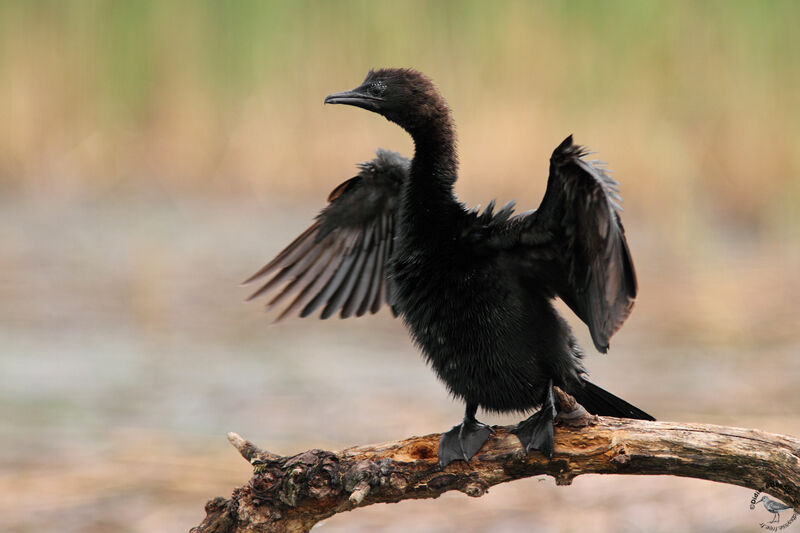 Pygmy Cormorantadult, identification