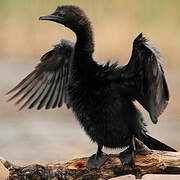 Pygmy Cormorant