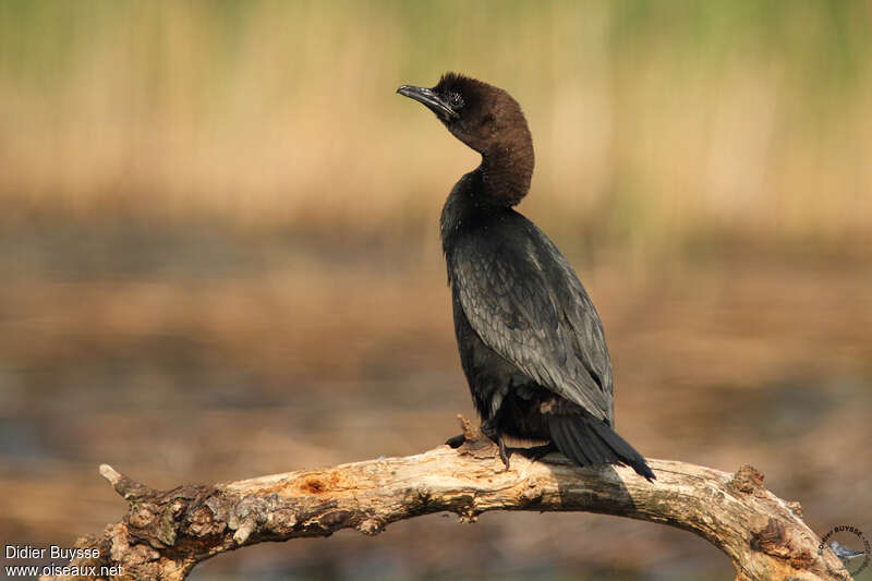 Pygmy Cormorantadult, pigmentation