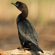 Pygmy Cormorant