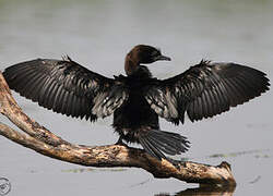 Pygmy Cormorant