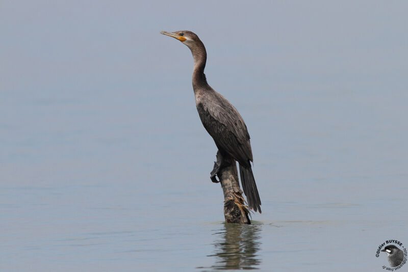 Neotropic Cormorantimmature, identification