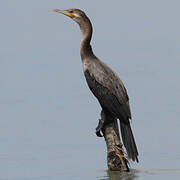 Neotropic Cormorant