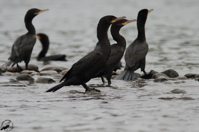 Neotropic Cormorantadult, identification