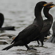 Neotropic Cormorant