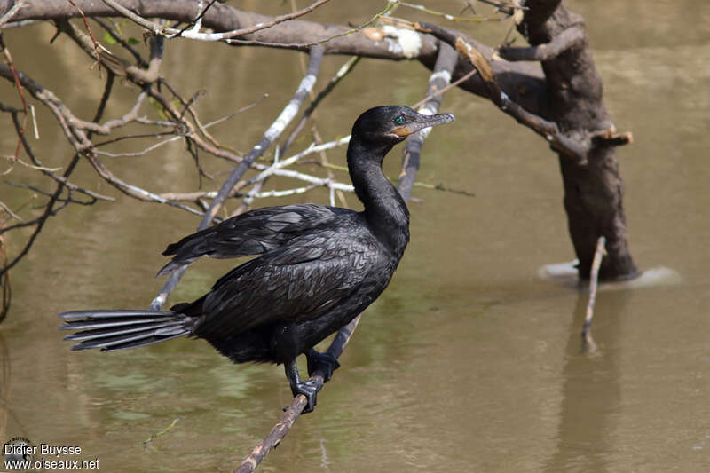 Cormoran viguaadulte, identification