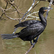 Neotropic Cormorant