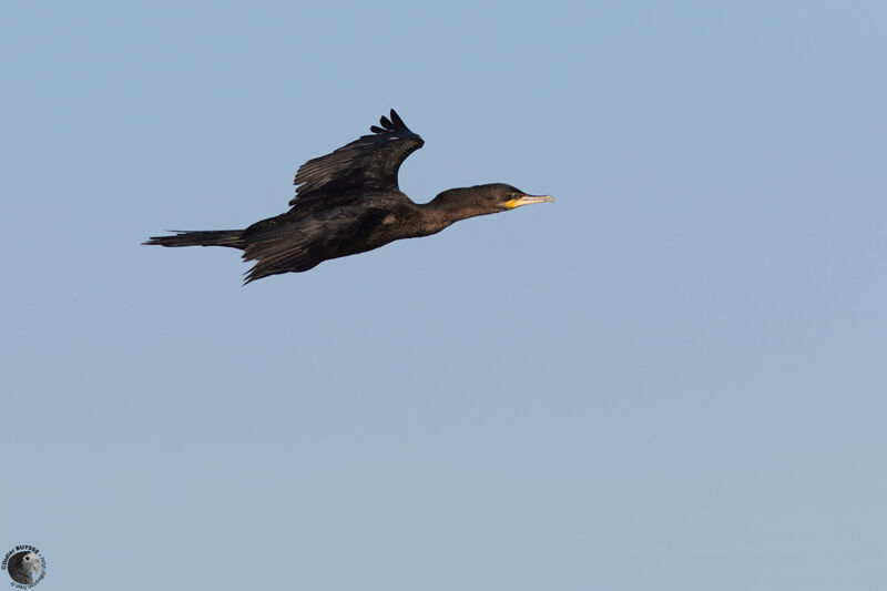 Neotropic Cormorantsubadult, Flight