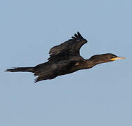 Neotropic Cormorant