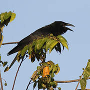 Cuban Crow