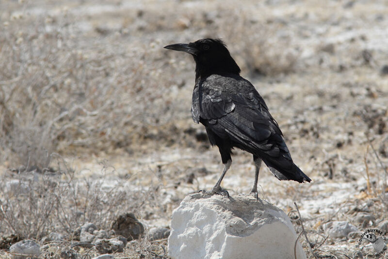 Cape Crowadult, identification