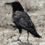 Cape Crow