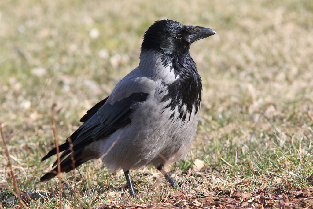 Hooded Crow