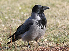 Hooded Crow