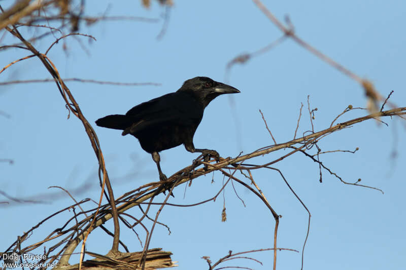 Cuban Palm Crowadult