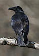 Corneille noire