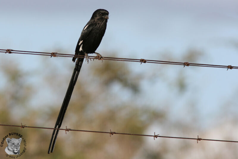 Magpie Shrike, identification