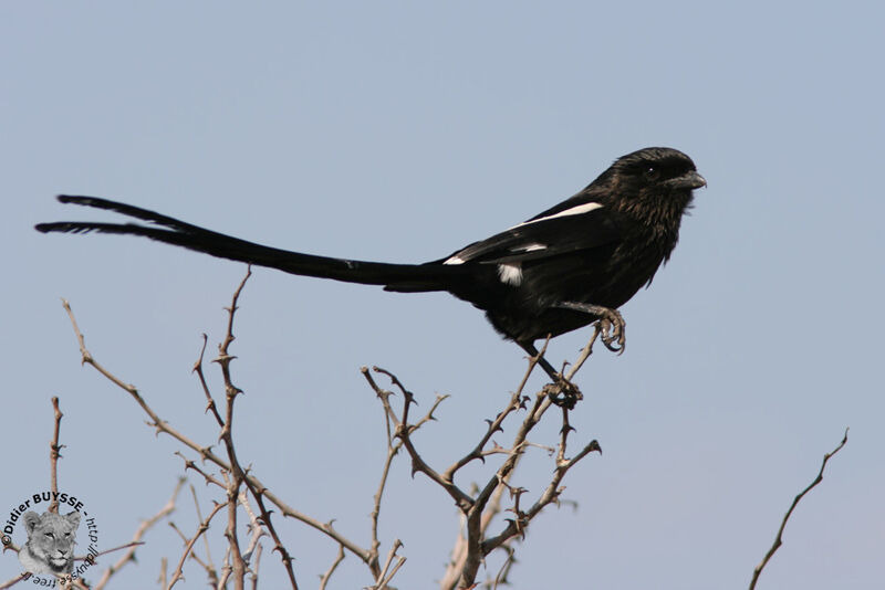 Corvinelle noir et blanc, identification