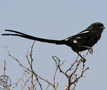 Magpie Shrike