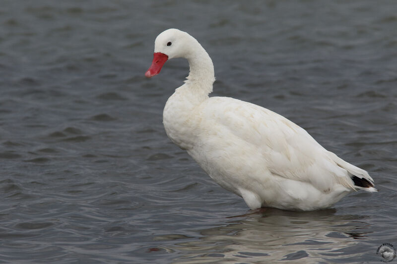 Coscoroba Swanadult, identification