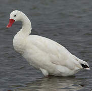 Coscoroba Swan