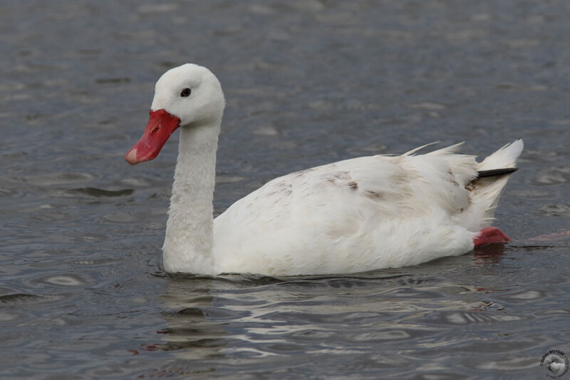 Coscoroba Swanadult, identification, swimming