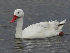 Coscoroba Swan