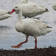 Coscoroba Swan