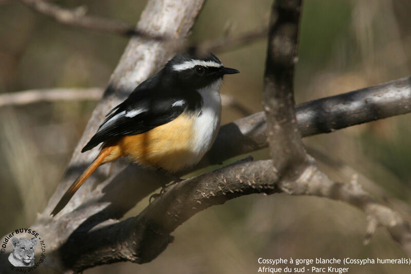 White-throated Robin-Chat