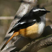 White-throated Robin-Chat