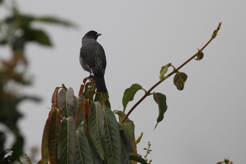 Cotinga à huppe rougeadulte, identification