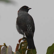 Cotinga à huppe rouge