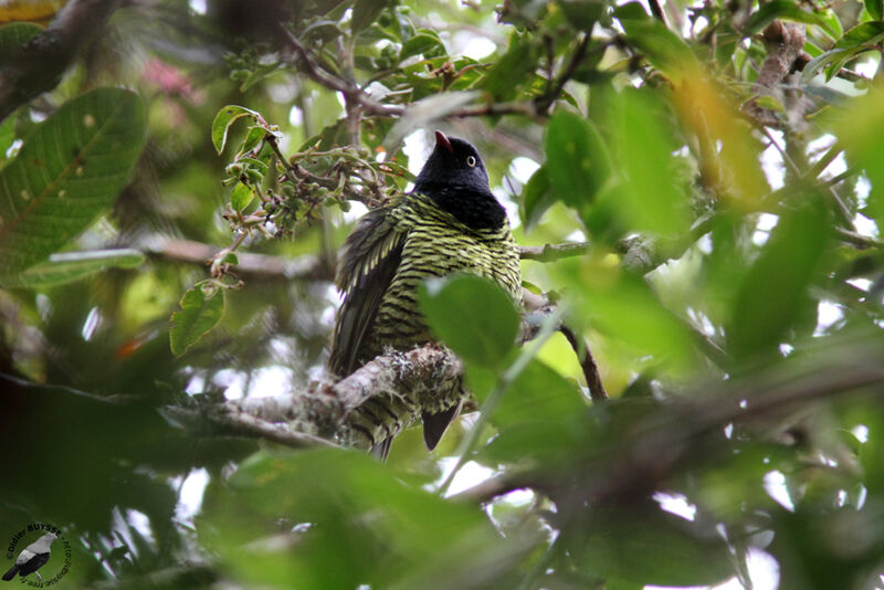 Cotinga barré mâle adulte, identification