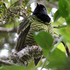 Cotinga barré