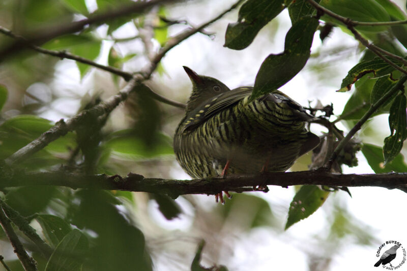 Barred Fruiteater female adult, identification