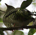 Cotinga barré