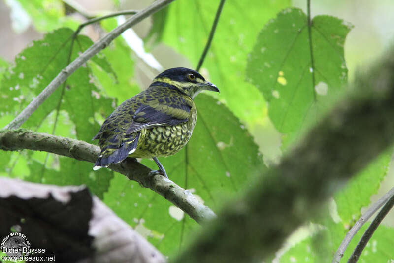 Cotinga écaillé mâle adulte, identification